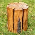 Tronc D'Arbre Lumineux 3
